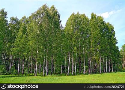birch copse on summer field