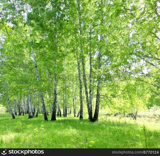 birch forest