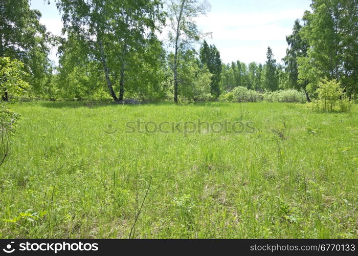 birch forest