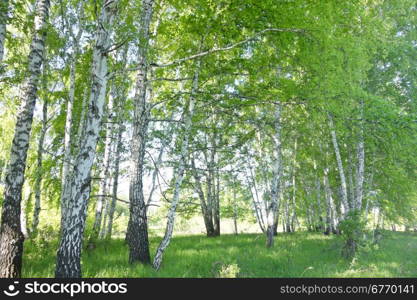 birch forest