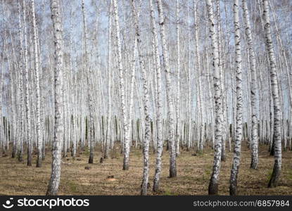 birch forest