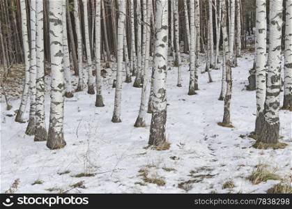 Birch forest at winter mountain Vitosha, Bulgaria