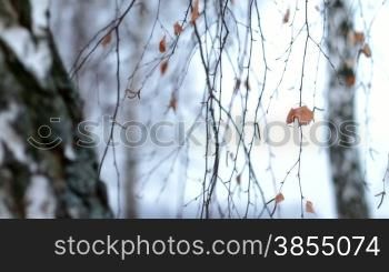 birch forest in autumn.