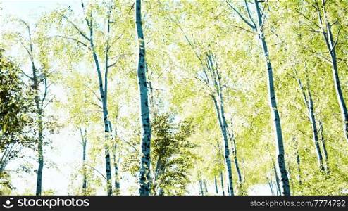 birch forest in sun rays in the mornings