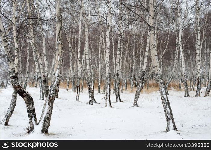 birch forest in winter covered with snow