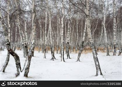 birch forest in winter covered with snow