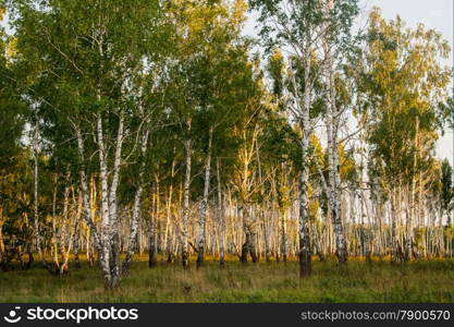 birch forest lit by the setting sun. landscape