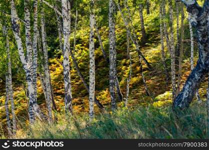 birch forest sunny autumn morning. landscape