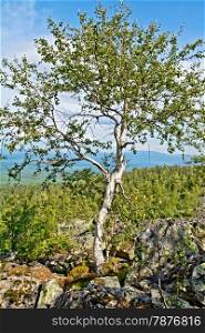 Birch grew up among the rocks on the background forest, mountain and blue sky