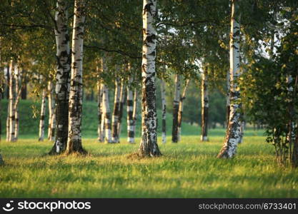 Birch Grove