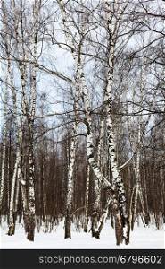 birch grove in forest in cold winter day
