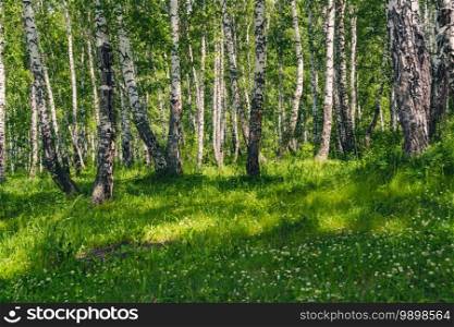 Birch grove with green lawn on sunny summer day. Birch forest with white tree trunks