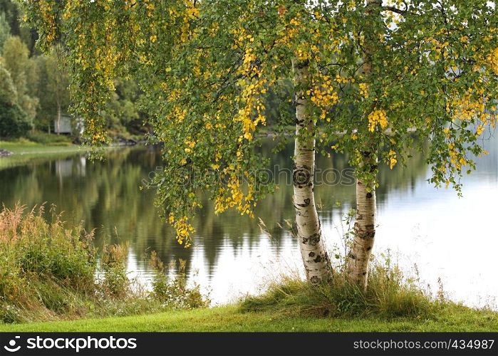 birch growing on a lake coast , norway