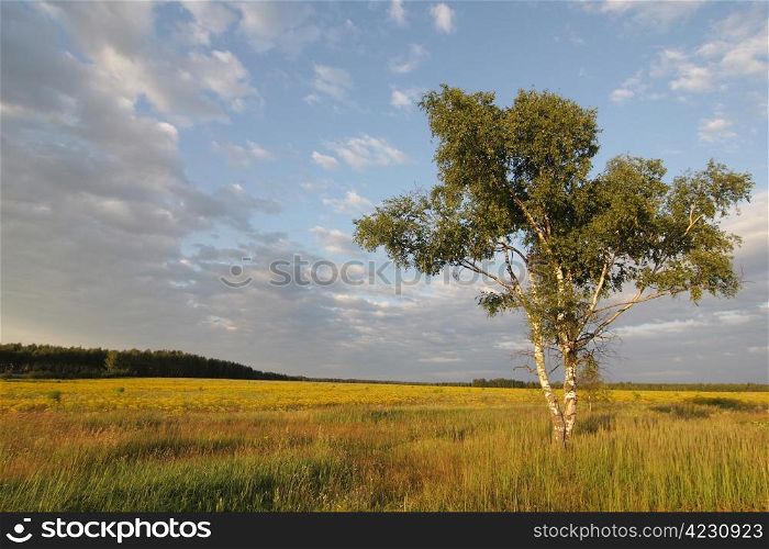 birch in the field
