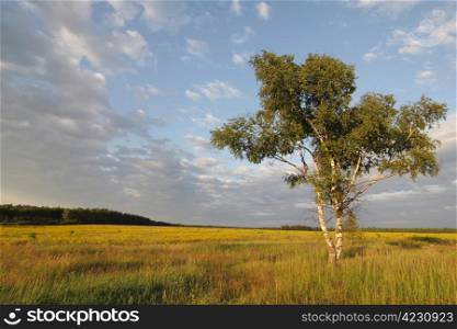birch in the field