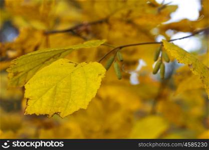 birch leaf. Dry birch leaf on the autumn background