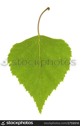 Birch leaf isolated on the white