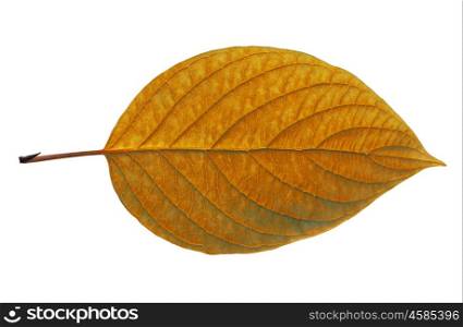birch leaf isolated on white background. birch closeup leaf isolated on white background.