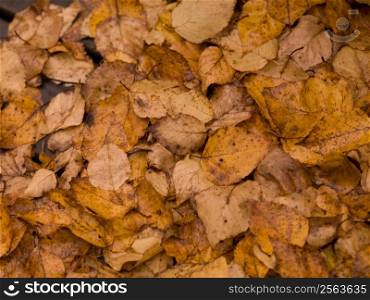 Birch leaves