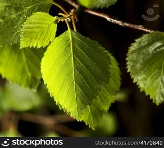 Birch leaves against dark background.
