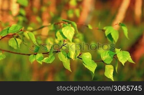 Birch leaves in the sunset