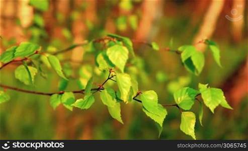 Birch leaves in the sunset