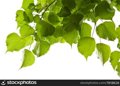 birch leaves isolated