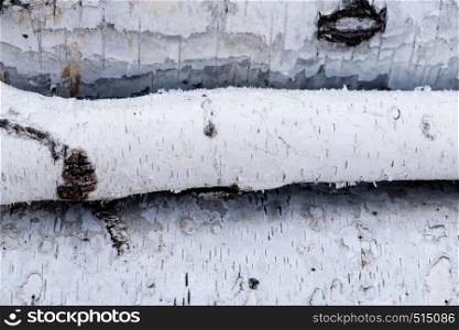 Birch logs lying on the ground. Top and side view.. Pile of a birch firewood