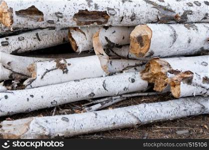 Birch logs lying on the ground. Top and side view.. Pile of a birch firewood