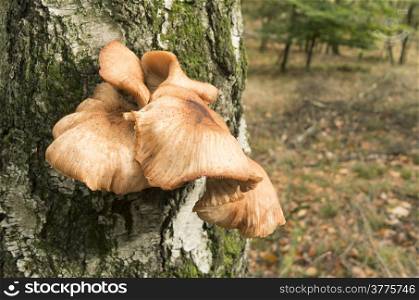 Birch mushroom on a birch in the National Park Hoge Veluwe, Netherlands.