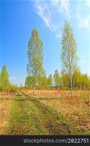 birch near rural road