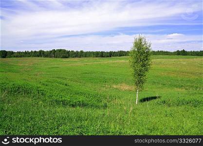 birch on field
