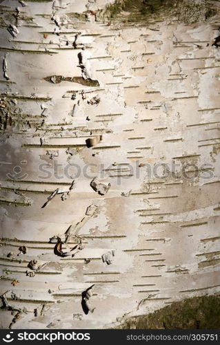 birch pattern