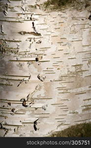 birch pattern