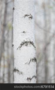 birch tree against autumn forest