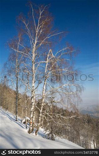 Birch tree, Altay mountain, Belokurikha resort, February, 2008