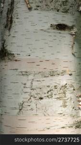 Birch tree bark as a nature background.