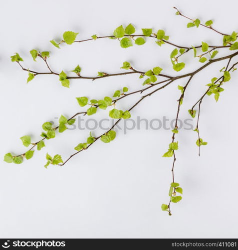 Birch tree branch with fresh leaves in spring on white backgrount, flat lay, top view