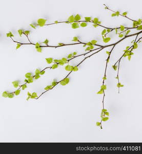 Birch tree branch with fresh leaves in spring on white backgrount, flat lay, top view