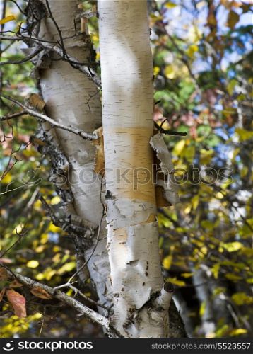 Birch tree, Kenora, Lake of The Woods, Ontario, Canada