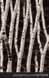 Birch tree thin trunks background design 3d illustrated
