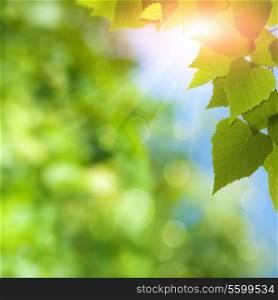 Birch tree under bright summer sun, natural backgrounds