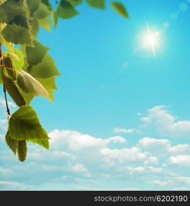 Birch tree under bright summer sun, seasonal background