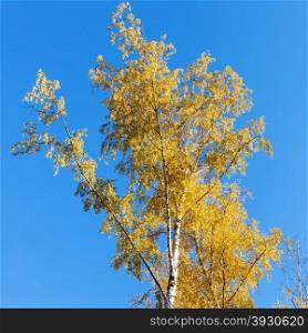 birch tree with yellow leaves on blue sky background in sunny autumn day