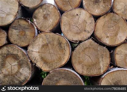 Birch tree wood logs in Russia