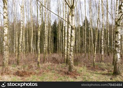 Birch trees.