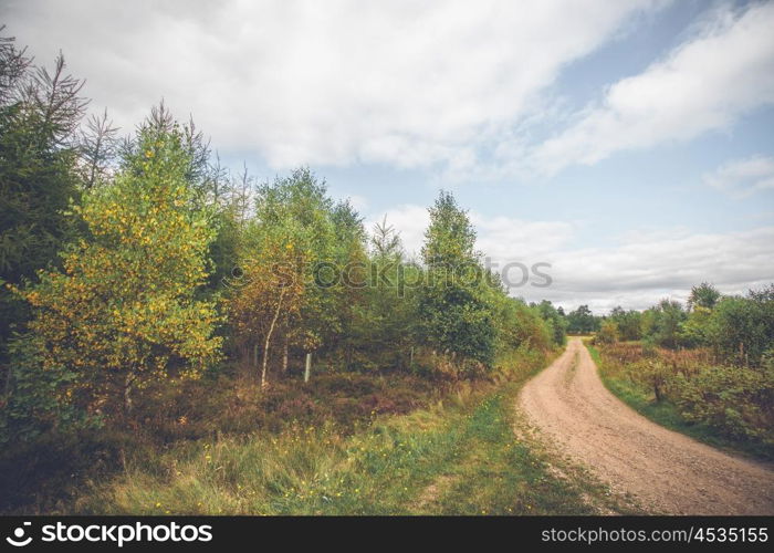 Birch trees by a nature trail in the autumn