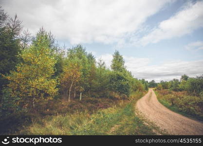 Birch trees by a nature trail in the autumn