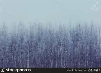 Birch trees covered in frost