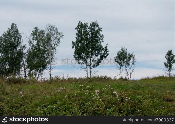 birch trees grow on top of the hill. landscape